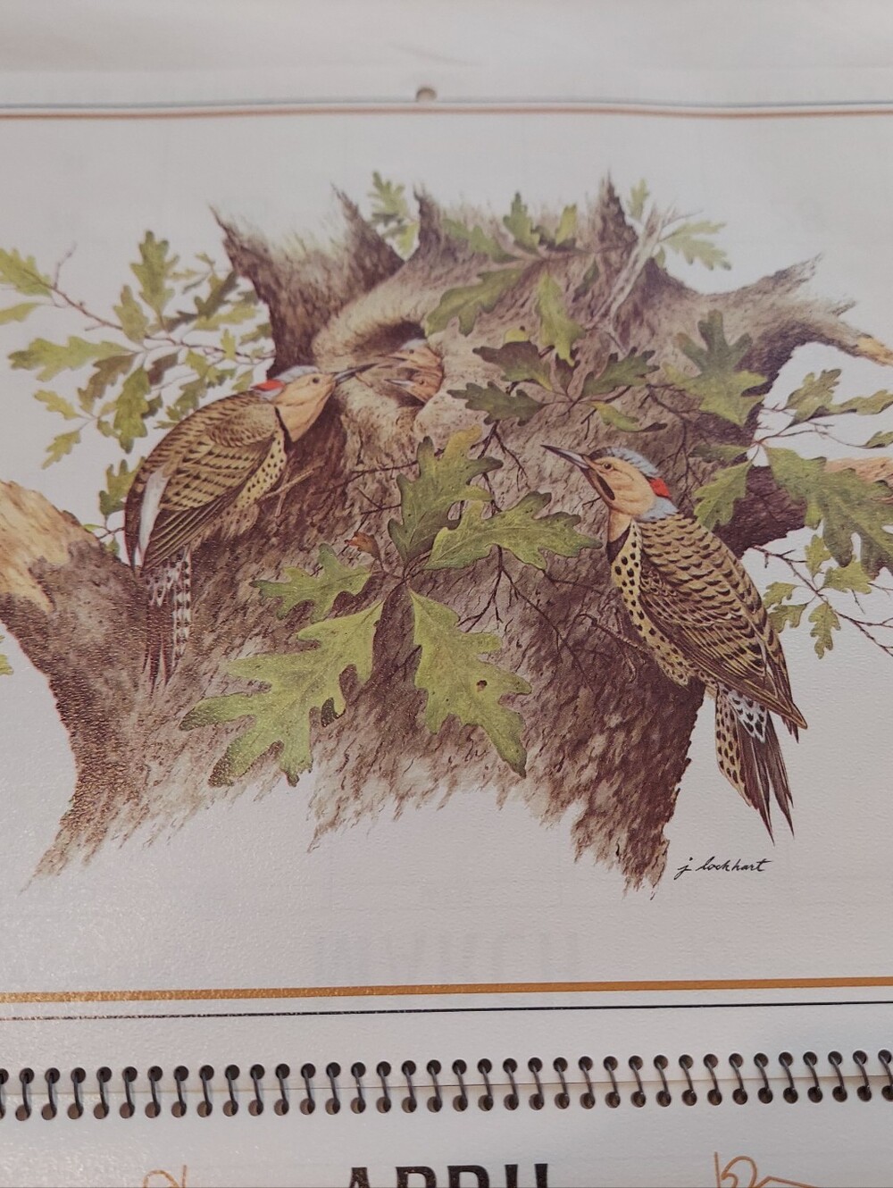 Vntg 1986 Wildlife Collection Callender, James Lockhart-Artist & Conservationist - Picture 8 of 16